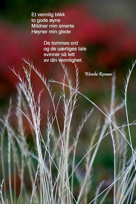 vennligblikk.jpg