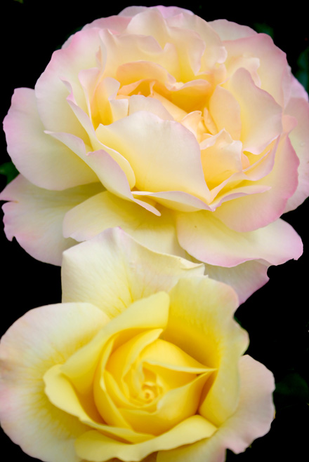 yellowroses.jpg