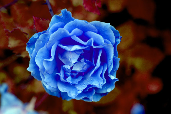 Bluerose.jpg