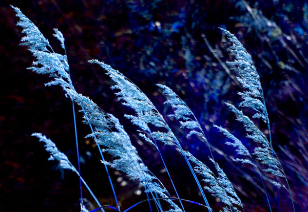 Bluestraw.jpg