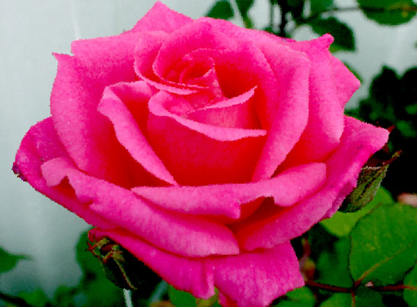 Crystallized_rose.jpg