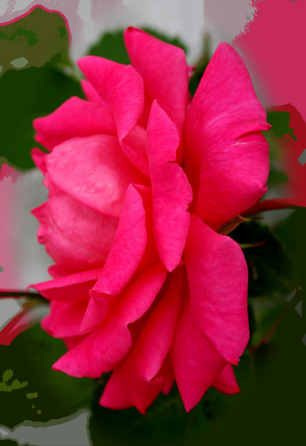 Cutoutrose_1.jpg