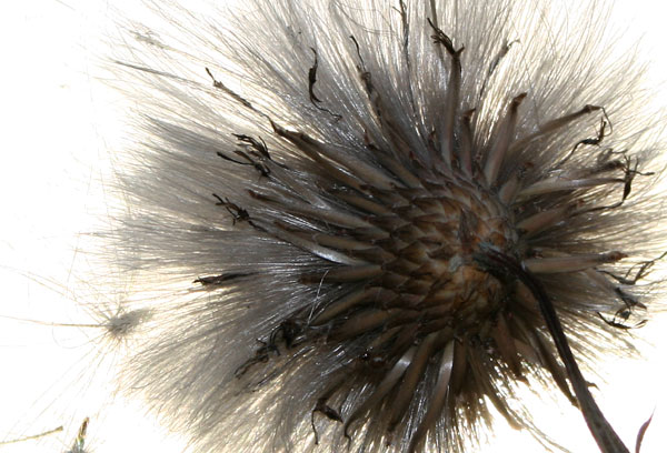 Fluffy.jpg