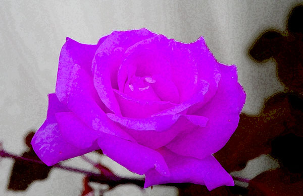Lilac_rose.jpg