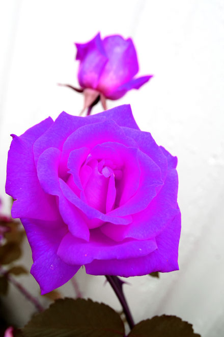 Purpleroses.jpg