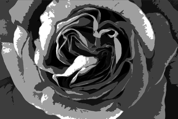 Sort_rose.jpg