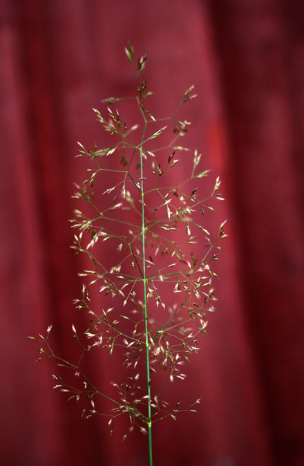 Straw4.jpg