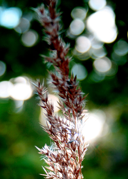 Straw5.jpg