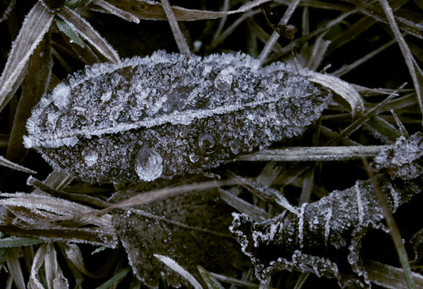 Frost_5.jpg