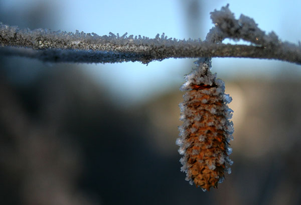 Frost_ved_vannet.jpg