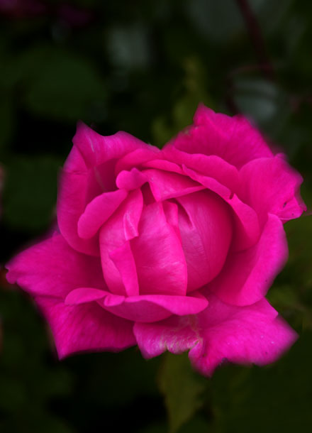 Diffuse_rose.jpg
