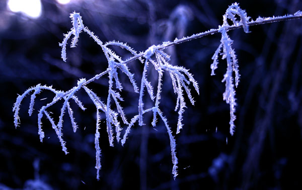 Frost_i_str__.jpg