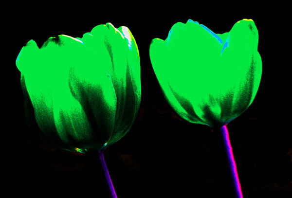 Green_tulips.jpg