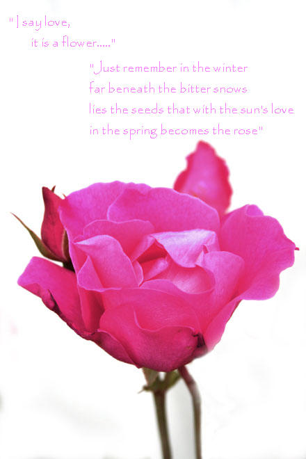 The_rose.jpg