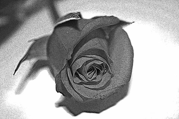Soft_rose.jpg