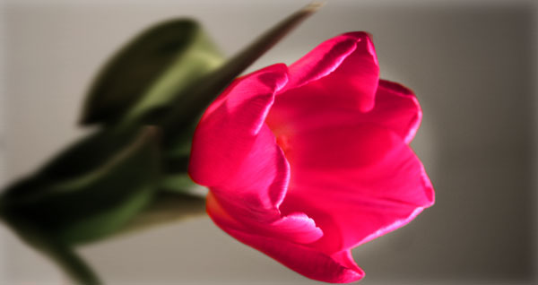 Cheeky_tulip.jpg