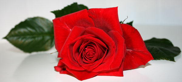 Slim_rose.jpg