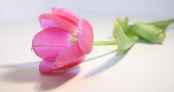 Soft_tulip.jpg