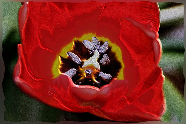 Tulipan.jpg