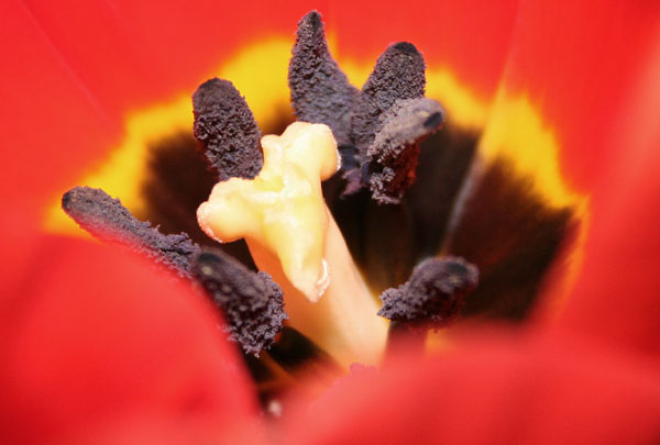 Tulipanens_indre_verden.jpg