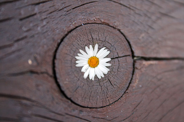 T__mmerstokk_med_blomst.jpg