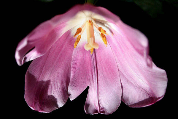 Tulipan.jpg