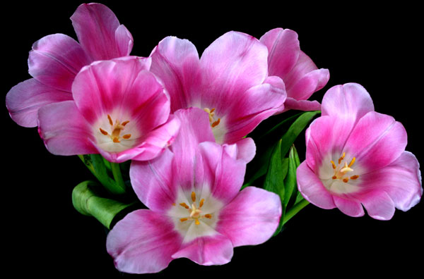 Tulipan10.jpg