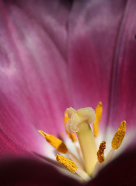 Tulipan2.jpg