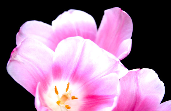 Tulipan3.jpg