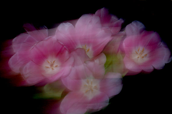 Tulipan4.jpg