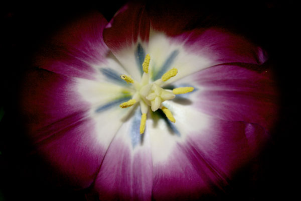 Tulipan5.jpg