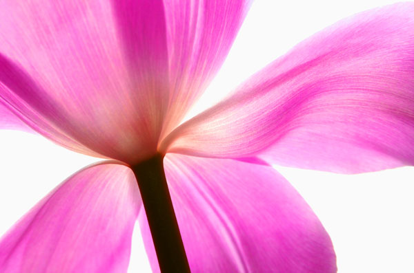 Tulipan6.jpg