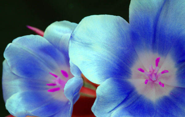 Tulipan7.jpg