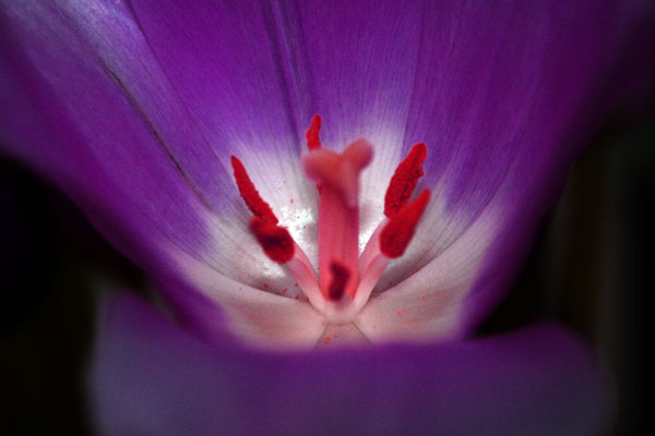 Tulipan8.jpg