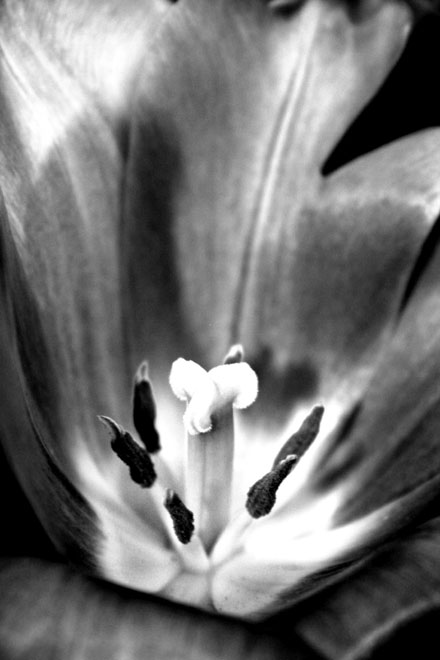 Tulipan9.jpg