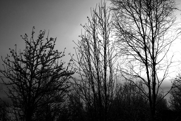 Dark_wood.jpg