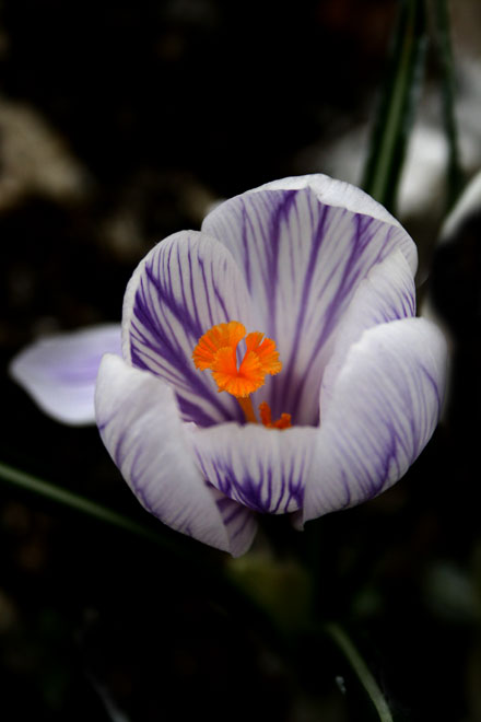 Krokus.jpg