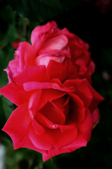 Red_roses.jpg