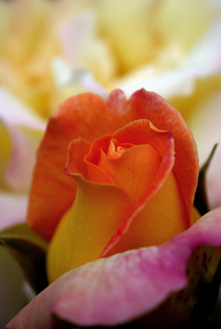 Rose_by_rose.jpg