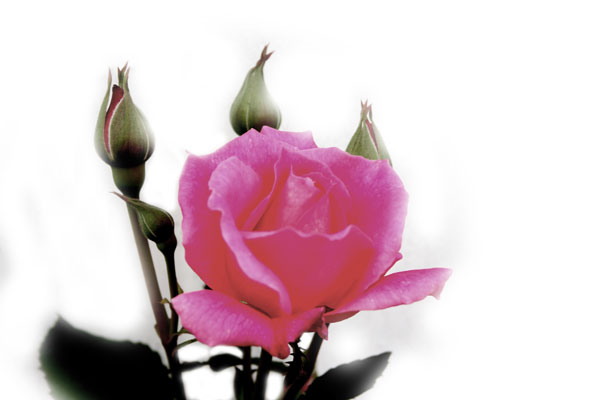 Soft_rose.jpg