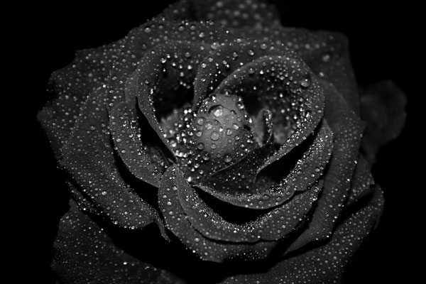 Sort_rose.jpg