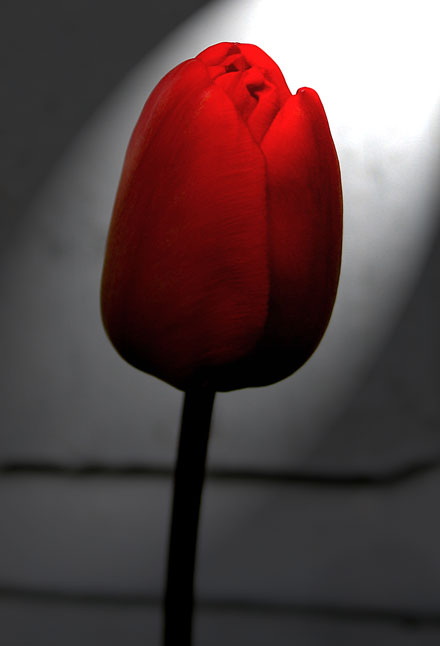 Tulipan.jpg