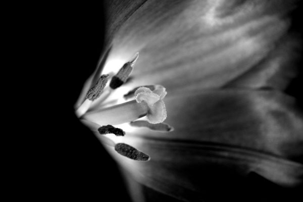 Wistful_tulip.jpg