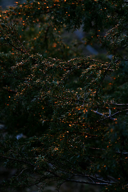 Glitterskog.jpg