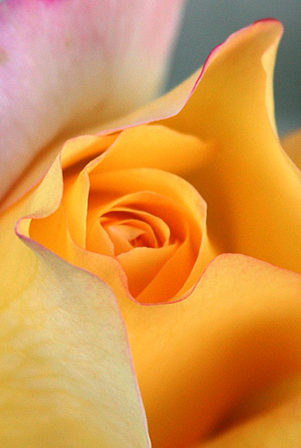 Rose.jpg