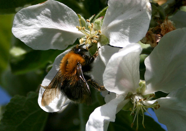 Hommel.jpg