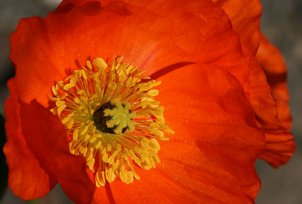 Poppy_by_Wenche_Rennan.jpg