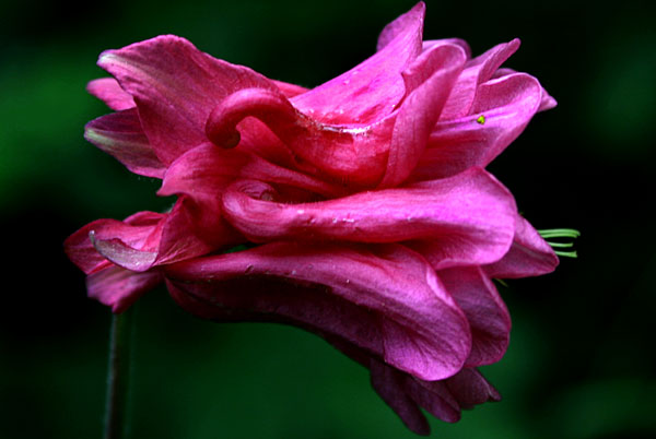 hageblomst.jpg