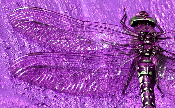 Dragonfly.jpg