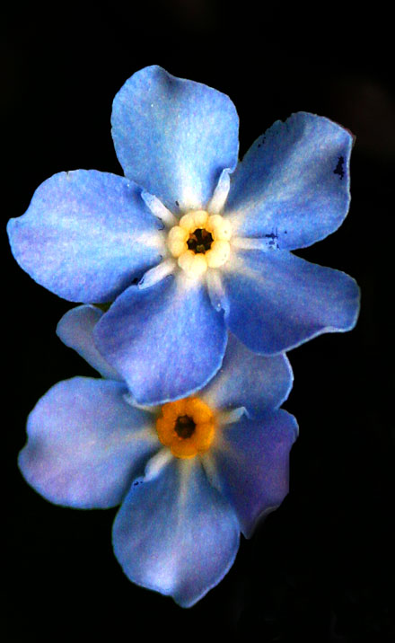 Forgetmenot.jpg